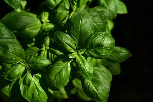 Fra have til køkken: Hvordan man dyrker urter i plantekummer
