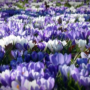 De 10 smukkeste forårsblomster til din have