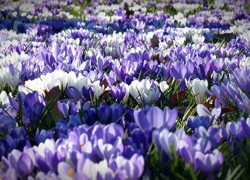 De 10 smukkeste forårsblomster til din have