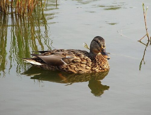 Sådan knækker du koden: 10 tips til at løse svære krydsord