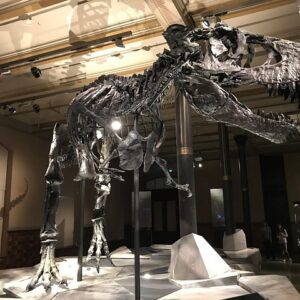 Bliv en dinosaur-entusiast med det perfekte sengetøj