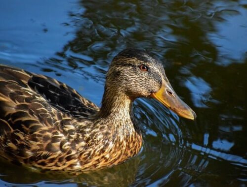 Sådan lærer du krydsordsgenvejene – en guide for begyndere