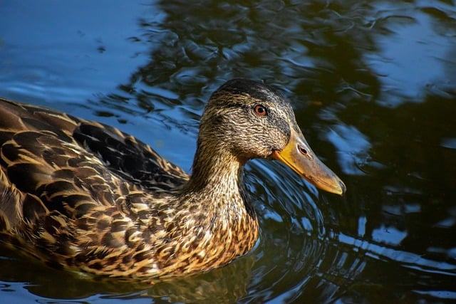 Sådan lærer du krydsordsgenvejene – en guide for begyndere