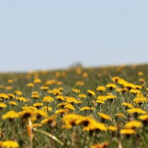Mælkebøttejern: Bliv fri for uønskede ukrudt i din have