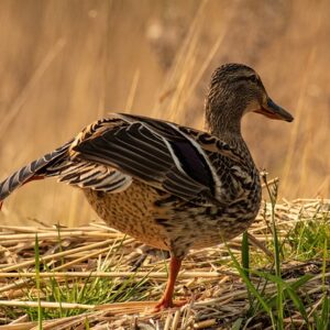 Krydsordsgeni på 30 dage: Træn din hjerne med disse øvelser