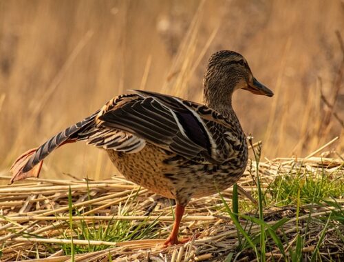 Krydsordsgeni på 30 dage: Træn din hjerne med disse øvelser