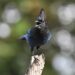 Fuglefoder og Fuglebad: Sådan skaber du den perfekte oase i haven