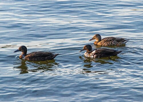 10 smarte tips til at knække krydsordskoden