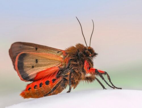 Rubinbryllup: Når ægteskabet bliver ædelt og stærkt