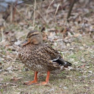 Krydsord for begyndere: En guide til at komme godt i gang