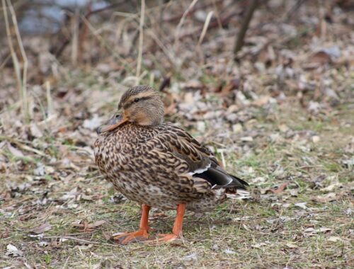 Krydsord for begyndere: En guide til at komme godt i gang