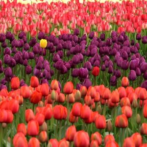 Tulipantræets helbredende egenskaber: Hvordan denne blomst kan gavne dit velvære