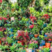 Potteskjuler-perfektion: Lær hvordan du giver dine planter det bedste hjem